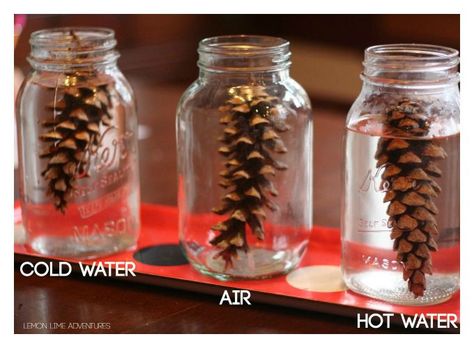 Vetenskapliga Experiment, Winter Science Experiments, Science Experiment For Kids, Fall Science, Winter Science, Experiment For Kids, Experiments Kids, Science Experiments For Preschoolers, Tree Study