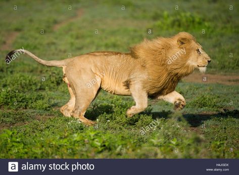 Lion Running, Lion Sketch, Panthera Leo, Serengeti National Park, Lion Images, Male Lion, Interesting Animals, Photo Reference, Moleskine