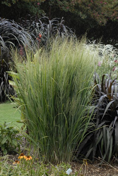 Roy Diblik, Tall Grass Landscaping, Grass Landscaping, Panicum Virgatum, Tall Grasses, Edging Plants, Hgtv Garden, Grasses Landscaping, Hummingbird Garden