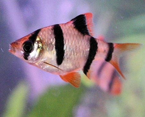 Tiger Barb Fish, Best Aquarium Fish, Female Tiger, Betta Aquarium, Tropical Freshwater Fish, Fish Breeding, African Cichlids, Freshwater Aquarium Fish, Rainbow Fish