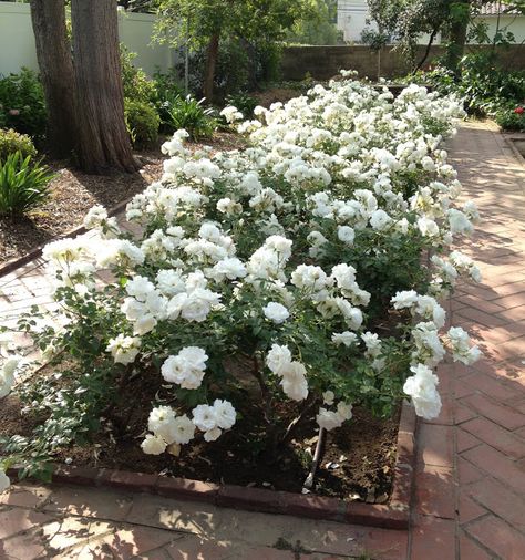 Drought resistant Floribunda rose Iceberg repeats quicker than most other roses. Rose Iceberg, White Roses Garden, Dark Foliage, Provence Garden, Floribunda Rose, Floribunda Roses, Buy Plants Online, Shrub Roses, Drought Resistant