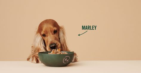 Marleybones Graphic Design Food, Studio Brand Identity, Dog Food Delivery, Dog Marketing, Make Dog Food, Food Photoshoot, Dog Cafe, Dog Food Brands, Natural Dog Food