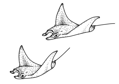 Tattoo Ideas Manta Ray, Ocean Flash Tattoo, Tiny Stingray Tattoo, Manta Ray Tattoo Design, Sting Ray Tattoo, Manta Ray Drawing, Stingray Tattoos, Manta Tattoo, Stingray Drawing