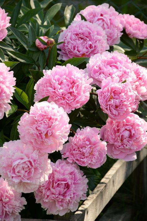 Pink Peonies Garden, Paeonia Sarah Bernhardt, Types Of Peonies, Peony Sarah Bernhardt, Sarah Bernhardt, Paeonia Lactiflora, Garden Flower Beds, Aesthetic Garden, Garden Aesthetic