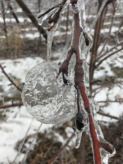 Farmer Surprised To Find 'Ghost Apples' On Trees After Polar Vortex Ghost Apples, Cynotype Images, Jellyfish Lake, Ice Apple, Panda Photos, Pruning Apple Trees, Freezing Point, Frozen Water, Apple Varieties