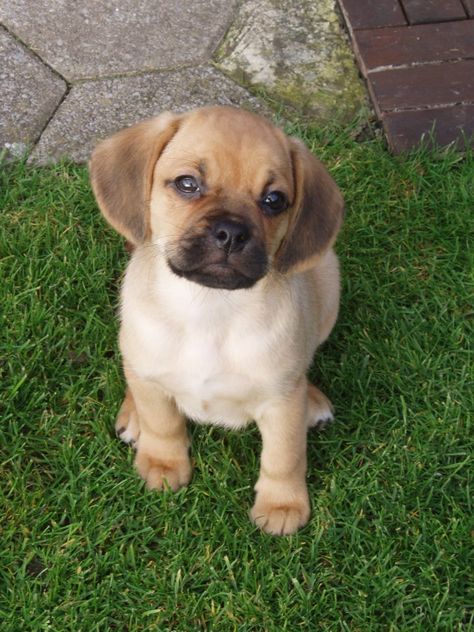 Pug+beagle=puggle Puggle Puppies, Puggle Dogs, Puppy Pug, Baby Pugs, Pug Shirt, Beagle Mix, Most Beautiful Animals, Maltese Puppy, Dream Dog