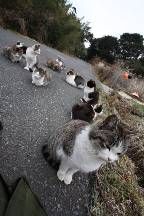 meow Cat Island Japan, Cat Park, Cat Island, Neko Cat, Lots Of Cats, Curious Cat, Funny Cute Cats, Happy Cat, Fukuoka