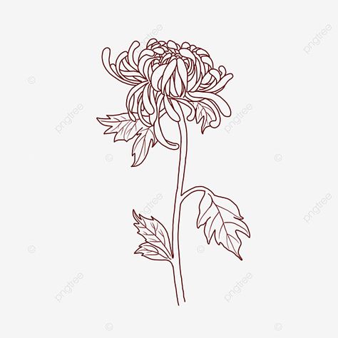 Crysentimum Flower Drawing, Chrysanthemum Line Drawing, Crysantenum Flower Drawing, Chrisantemum Flower Drawing, Chrysanthemum Drawing Simple, Chrysanthemum Line Art, Simple Chrysanthemum Tattoo, Chrisantemum Flower Tattoo, Chrysanthemum Flower Drawing