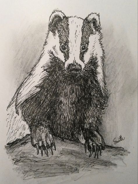 Pen & ink sketch of a European Badger. They can be found in European folklore such as Irish mythology that portrays them as shape-shifters. German folklore has badger portrayed as a cautious and peace-loving Philistine, who loves more than anything his home, family, and comfort. Cute Honey Badger Drawing, Badger Sketch, Honey Badger Drawing, Badger Drawing, German Folklore, European Badger, Stippling Drawing, European Folklore, Irish Mythology