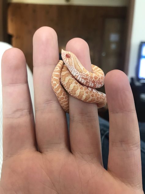 Hog Nose Snake, Western Hognose, Western Hognose Snake, Hognose Snake, Baby Snakes, Small Snake, Colorful Snakes, Pretty Snakes, Reptile Room