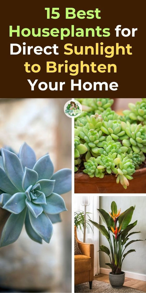 15 Best Houseplants, Direct Sunlight, Brighten Your Home, Indoor Gardening, 
Sun-Loving Plants, Houseplant Care, Natural Light, Home Decor, Plant 
Parenting, Gardening Tips, Sunlight Requirements, Houseplant Aesthetics, 
Indoor Plants, Plant Care, Sunlight Exposure Bright Light House Plants, Direct Sun Houseplants, Direct Light House Plants, Direct Sunlight Plants Indoor, Bright Light Plants, Plant Food Diy, Best Houseplants, Low Maintenance Indoor Plants, Grow House