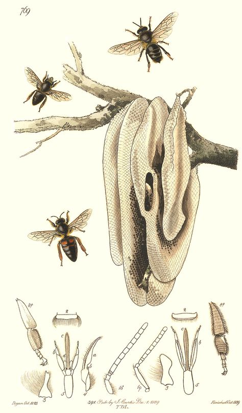 honeybee illustrations - Google Search Hive Illustration, Entomology Illustration, Bee Wings, Scientific Illustration, Weird Creatures, Tattoo Inspo, Bee Keeping, Honey Bee, Bugs