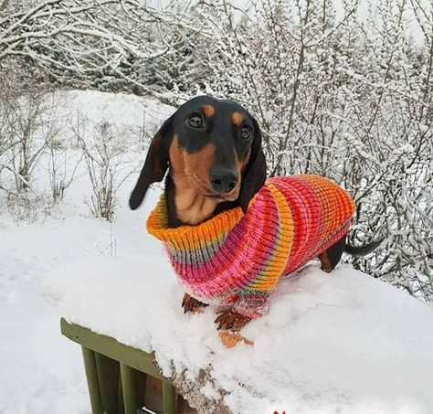 Dachshund Dog Fits, Dachshund Breed, Dachshund Lovers, Dachshund Love, Weiner Dog, Crochet Dog, Hound Dog, Wiener Dog, Dog Sweater