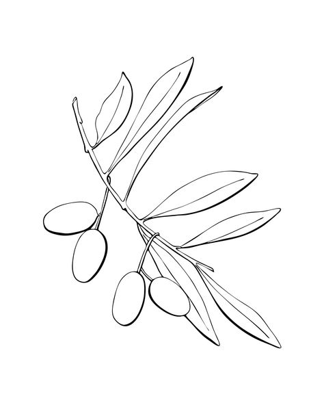 Download the Olives branch with fruits and leaves, contour hand drawing, silhouette, isolated, white background. Vector 7947880 royalty-free Vector from Vecteezy for your project and explore over a million other vectors, icons and clipart graphics! Olive Leaves Drawing, Olive Branch Vector, Printable Drawings, Drawing Silhouette, Psychology Business, Olive Harvest, Baby Crafts Diy, Branch Vector, Olive Leaves