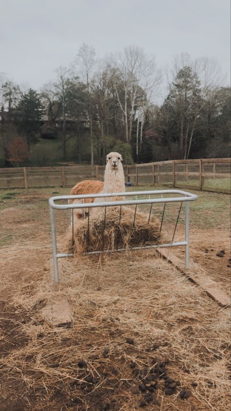 Alpaca Enclosure, Alpaca Aesthetic, Field Animals, Llama Farm, Barnsley Resort, Barnsley Gardens, Brown Instagram, Resort Photos, Family Compound