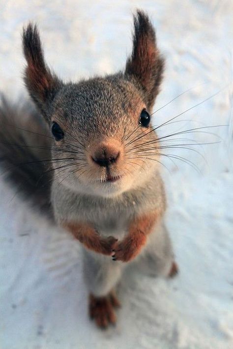 Regnul Animal, Cute Squirrel, A Squirrel, Cute Animal Photos, Cute Creatures, Sweet Animals, Animal Planet, Chipmunks, Animal Photo