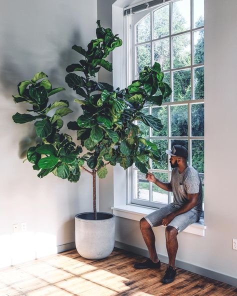 Hilton Carter, Fiddle Leaf Fig Care, Fiddle Leaf Fig Tree, Indoor Trees, Tulips Garden, Fiddle Leaf, Fiddle Leaf Fig, House Plants Decor, House Plants Indoor