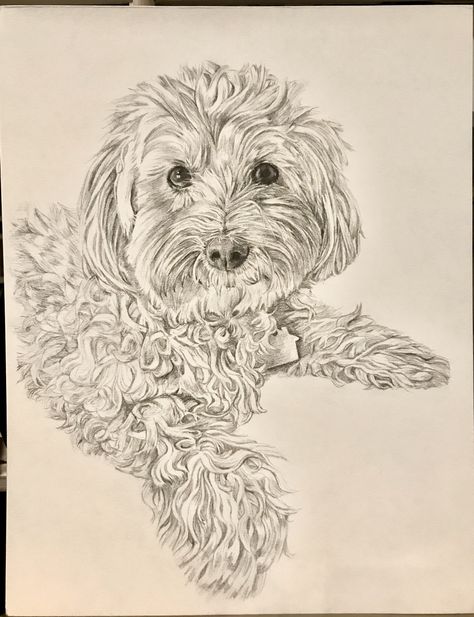 Cavoodle Drawing, Cavapoo Drawing, Dog Drawing Sketches, Cockapoo Drawing, Poodle Sketch, Labradoodle Drawing, Dog Sketches, Dog Pencil Drawing, Poodle Drawing