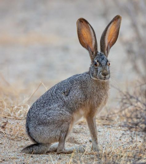 Black Tailed Jackrabbit. A beautiful black-tailed jackrabbit Lepus californicus , #spon, #tailed, #black, #Lepus, #jackrabbit, #Tailed #ad Rabbit Anatomy, American Desert, Borrego Springs, California Nature, Carnival Of The Animals, Dragonfly Wall Art, Jack Rabbit, Small Art Prints, Free Art Prints