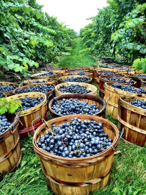 Wine comes from a Land... People, hard work, passion.... (img http://www.lacavedourthe.com/ ) Visuell Identitet, Wine Vineyards, Harvest Time, Fruit Garden, Wine Time, Wine And Dine, Italian Wine, Wine Making, Napa Valley