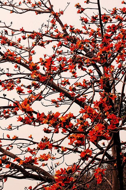 Silk Cotton Tree. Delhi. Bombax Ceiba, My Neighbourhood, Autumn Phone Wallpaper, Cotton Tree, Chinese Art Painting, Sacred Tree, Flower Tree, Bloom Blossom, Flower Red