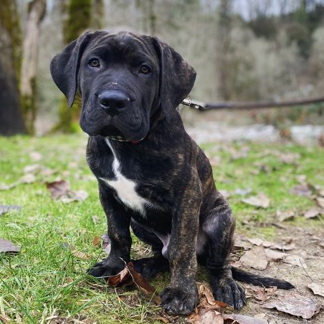 Puppy hybrid houfek mastiffs Chill Bill 10 weeks old Neo Mastiff, Presa Canario, Labrador Retriever, Labrador, Puppies, Dogs, Animals