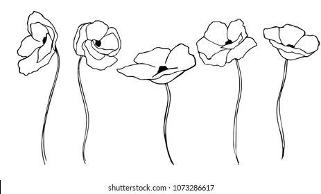 Poppy Sketch, Flower Line Art, Poppy Flowers, Drawing Practice, Art Google, Cool Artwork, Garden Art, Art Inspo, Watercolor Art