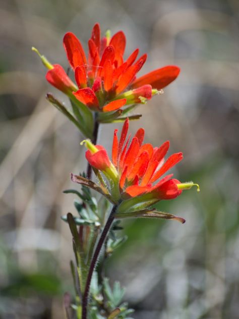 Minnesota Native Flowers, Paintbrush Flower, Indian Paintbrush Flowers, Flowers Indian, Flower Photos Art, Northwest Garden, Mountain Flowers, Texas Wildflowers, California Wildflowers