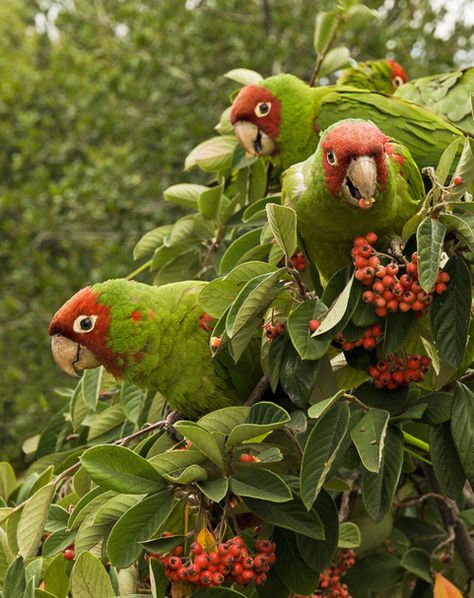 Parrot Aesthetic, Australian Birds, Bird Artwork, Parakeets, Pretty Animals, Animal References, Silly Animals, Bird Pictures, Tropical Birds