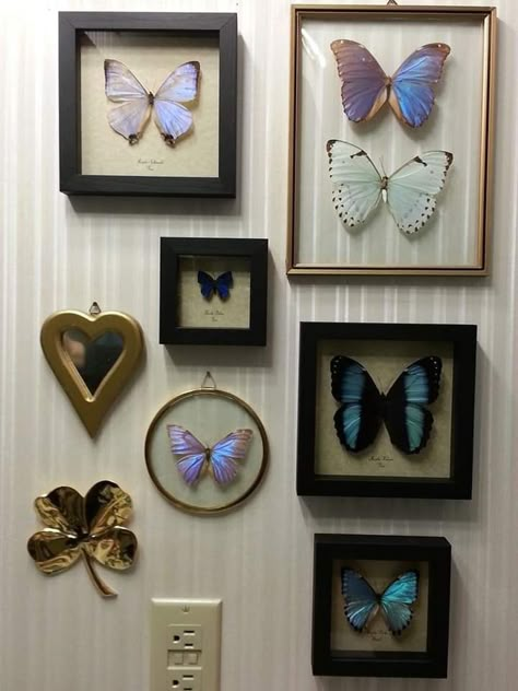 Butterfly Restroom Ideas, Decorating With Butterflies, Butterfly In Picture Frame, Butterfly In Frame Decor, Butterflies In Frames, Butterfly Framed Art Wall Decor, Butterfly Collection Aesthetic, Butterfly Specimen Display, Pinned Butterfly Display