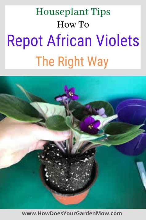 repot african violets African Violets Painting, How To Repot African Violets, African Violet Care Tips, Repotting African Violets, African Violets Care, How To Propagate African Violets, African Violets Plants For Sale, African Violets Propagation, Africa Violets