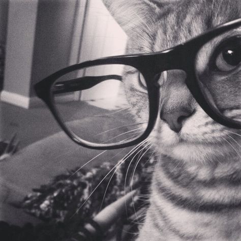 Cat With Glasses Pfp, Aestetic Pict, Cats Pfp, Aesthetic Cats, Money Bouquet, Pp Wa, Cat Glasses, Cats Photos, Pp Anime