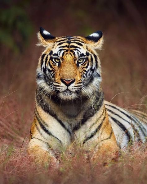 Under Armour Wallpaper, Sumatran Tiger, Tiger Pictures, Cute Cat Wallpaper, Bengal Tiger, Tropical Forest, My Favorite Image, Cat Wallpaper, Animal Planet