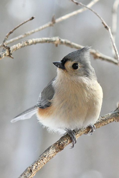 Tufted Titmouse, 수채화 그림, Airbrush Art, Backyard Birds, Bird Pictures, Exotic Birds, Pretty Birds, Bird Photo, Colorful Birds