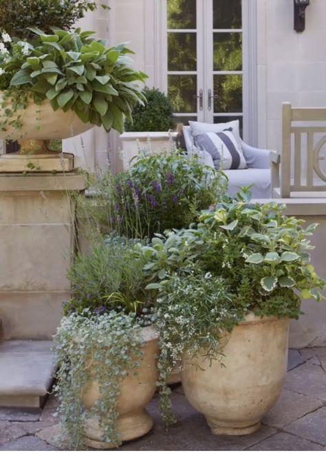 Courtyard Entertaining Area, Provencial Garden Design, Potted Olive Tree Patio, Country Style Landscaping, French Country Potted Plants, Mediterranean Flower Pots, Flower Pots Around Trees, Potted Plants Front Of House, Big Garden Pots Ideas