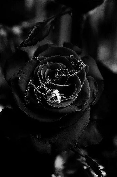 Black Rose, Black