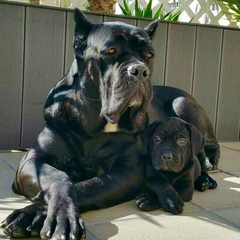 From ' Cane Corso Europe ' Chien Cane Corso, Bully Breeds Dogs, Black Dogs, Big Dog Breeds, Cane Corso Dog, Corso Dog, Scary Dogs, Huge Dogs, Giant Dogs