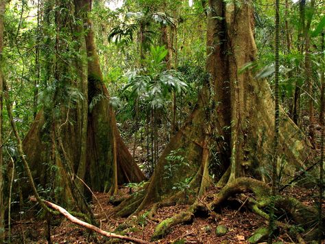 Rainforest Floor, Rainforest Retreat, Rainforest Landscape, Large Terrarium, Forest Photos, Wind And Rain, Dark Heart, Tropical Rainforest, World Photo