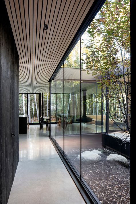 Tree Courtyard, Casa Cook Hotel, Modern Black House, Small Courtyards, Forest View, Glass Walls, Box Houses, Building Exterior, Wood Ceilings