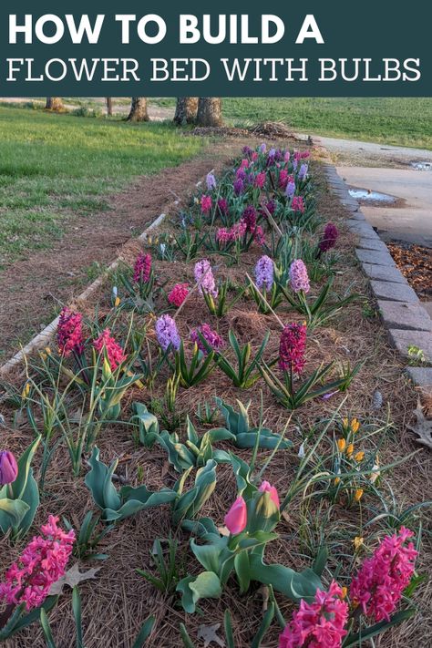 If you’ve ever admired an early season garden and wondered how they were able to achieve such growth, the answer is probably bulbs. Flower bulbs can be planted in the fall for beautiful early Spring blooms. Alternatively, you can plant bulbs in the Spring for a beautiful Summer garden. Spring Bulbs Front Yard, Bulb Bed Ideas, Bulb Planting Ideas, Planting Spring Bulbs, Bulbs Garden Design, Spring Bulbs Garden, Planting Bulbs In Spring, Bulb Planting, Easy Indoor Plants