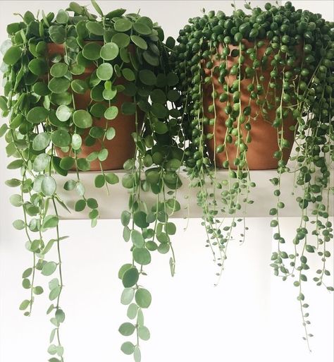 #succulents #homedecor #guide #succulentlove #gardening #onlineshopping #buynow #gardendesign #gardeningtips #shop Bedroom Vines, Indoor Vines, Trendy Plants, Plants Are Friends, House Details, Hanging Succulents, Plants Indoor, Garden Care, Deco Floral