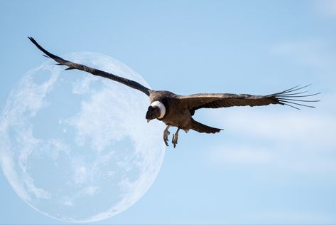 Bald Eagle, Animals