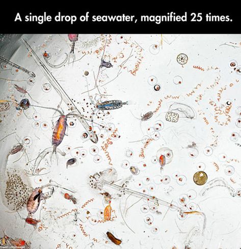 Magnified 25-times... Microscope Pictures, Fingerprint Scanner, Microscopic Images, Things Under A Microscope, Ocean Water, Art Contest, Touch Screen Display, Usb Drive, Microbiology