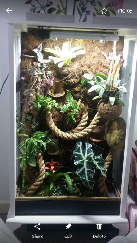 Crested gecko bioactive vivarium Bioactive Vivarium Crested Gecko, Created Gecko Enclosure, Crested Gecko Terrarium Ideas Diy, Crested Gecko Tank Ideas, Crested Gecko Enclosure Ideas, Crested Gecko Bioactive Terrarium, Bioactive Crested Gecko Terrarium, Bioactive Crested Gecko Tank, Lizard Vivarium