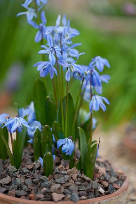 Wild Lawn, Utah Landscaping, Flower Garden Design Ideas, Scilla Siberica, Siberian Squill, Garden Ideas Flower, Flower Gardening Ideas, Flower Garden Ideas, Flower Reference