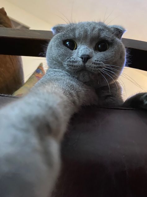 #cat #scottishfoldcats #graycat #purr Scottish Fold Cat Wallpaper, Scottish Cat Grey, Scottish Fold Cat Aesthetic, Scottish Fold Cat Grey, British Shorthair Cats Grey, Aesthetic Cat Tattoo, Scottish Fold Cats, Cats Drawings, Cat Bar