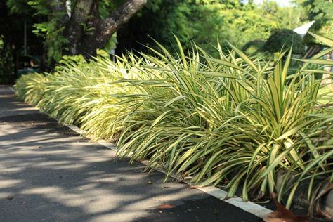 Chlorophytum comosum 'Vittatum' (Variegated Spider Plant) - Chlorophytum Ribbon Plant Spider Plants Care, Pfp Spider, Spider Man Pfp, Spider Plant Care, Costume Spider, Spider Man Spider, Man Pfp, Spider Man Costume, Chlorophytum Comosum