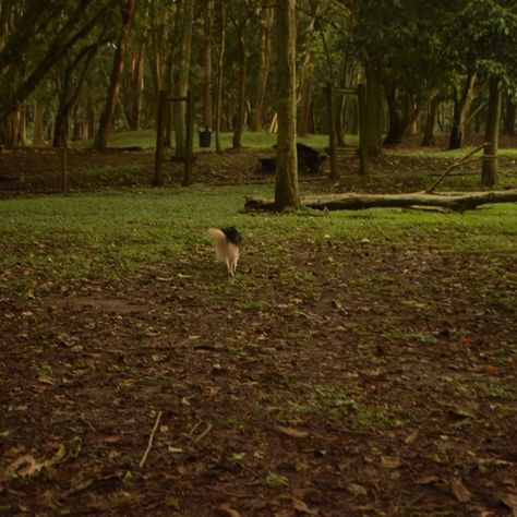 i'd rather be alone than a stranger In The Forest Aesthetic, The Forest Aesthetic, Dog Aesthetic, Forest Aesthetic, Aesthetic Fall, In The Forest, The Forest, Forest, Dogs