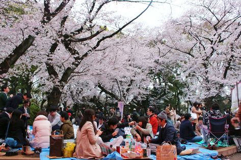 Hanami festival in Japan Hanami Festival, Cherry Blossom Party, Japan April, Sakura Trees, Book Cover Page Design, Ueno Park, Book Cover Page, Sakura Tree, Japanese People