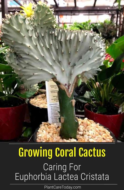 Coral Cactus Plant (Euphorbia Lactea Cristata) crest-like appearance, long-lived, perennial houseplant, unusual foliage. [DETAILS] Cactus Indoor, Euphorbia Lactea, Coral Cactus, Succulent Potting Mix, Cactus House Plants, Garden Cactus, Plants Care, Indoor Cactus, Cactus Care